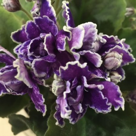African Violet Starry Night. 50mm pots.