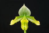 Paph. venustum album. Approx 140mm leaf span.