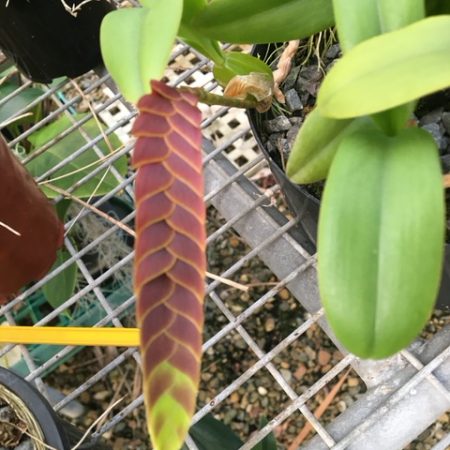 Bulbo. occultum. Flowering Size Division.