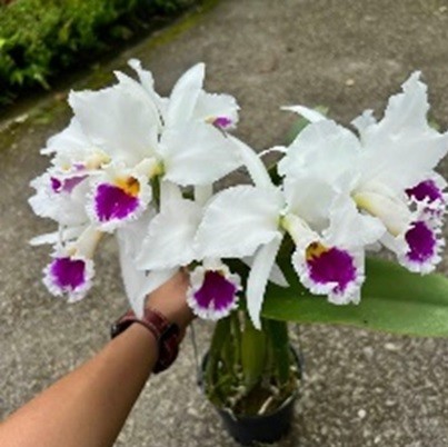 Cattleya labiata semi alba. 50mm pots.