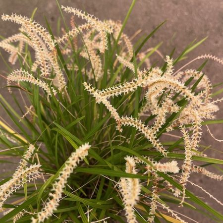 Dendrochilum stenophyllum. Flowering Size Divisions.