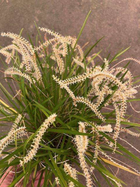 Dendrochilum stenophyllum. Flowering Size Divisions.