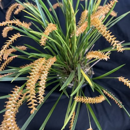 Dendrochilum wenzelii 'Bronze'. Flowering Size Divisions.