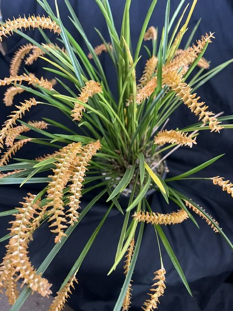 Dendrochilum wenzelii ‘Bronze’. Flowering Size Divisions.