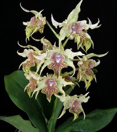Den. Neifert's Alexpoly. 50mm pots.