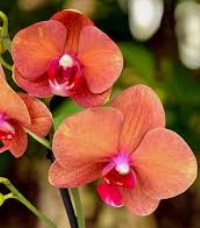Phal. Ox Cumquat. Approx 140mm leaf span. NFS.